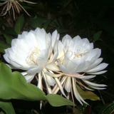 Nishagandhi / Brahma Kamal / Queen of the Night (Epiphyllum oxypetalum) Flowering/Ornamental Live Plant In Pot (Home & Garden)