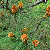 Chir Pine Tree (Avenue Tree) Live Plant (Home & Garden)