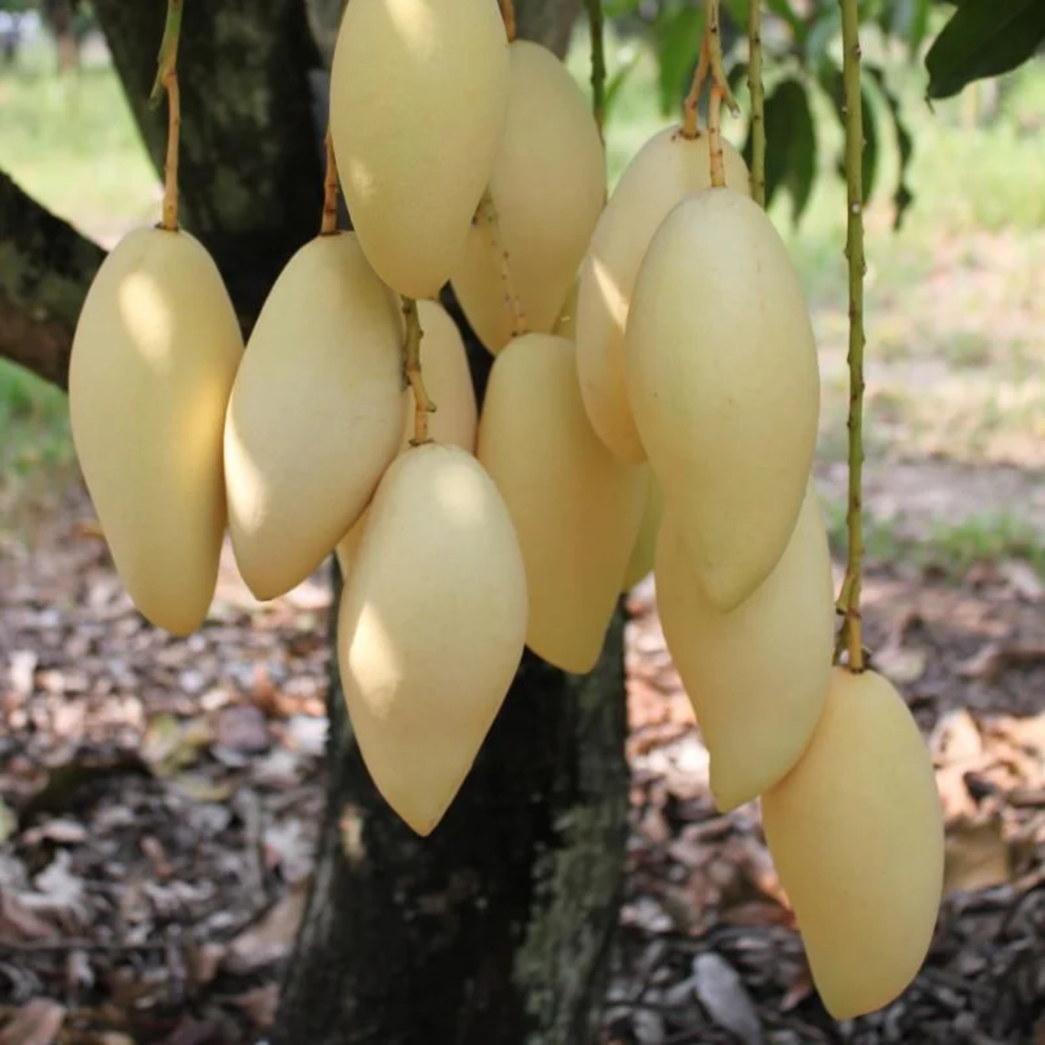 Nam Dok Mai Mango (Mangifera indica) Fruit Live Plant (H&G)