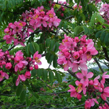 Cassia Nodosa (Pink Konna)  Live Plant(Home & Garden)