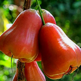 Thailand Red Champa(Syzygium samarangense)Fruit Live Plant (Home & Garden)