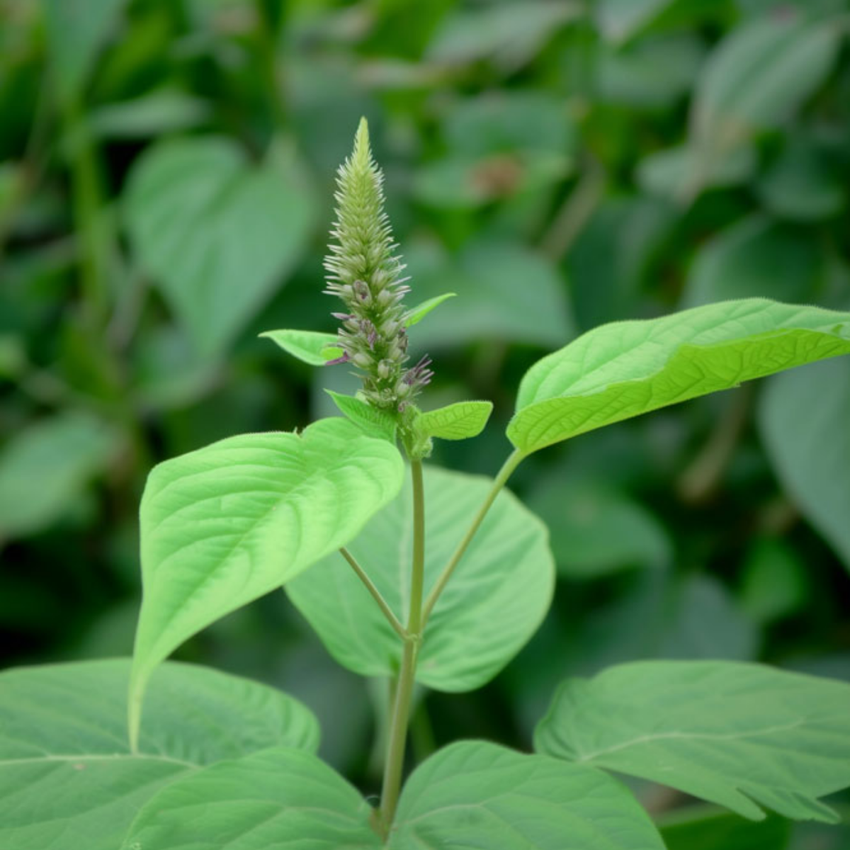 Kadaladi (Achyranthes aspera) Live Plant(Home & Garden)