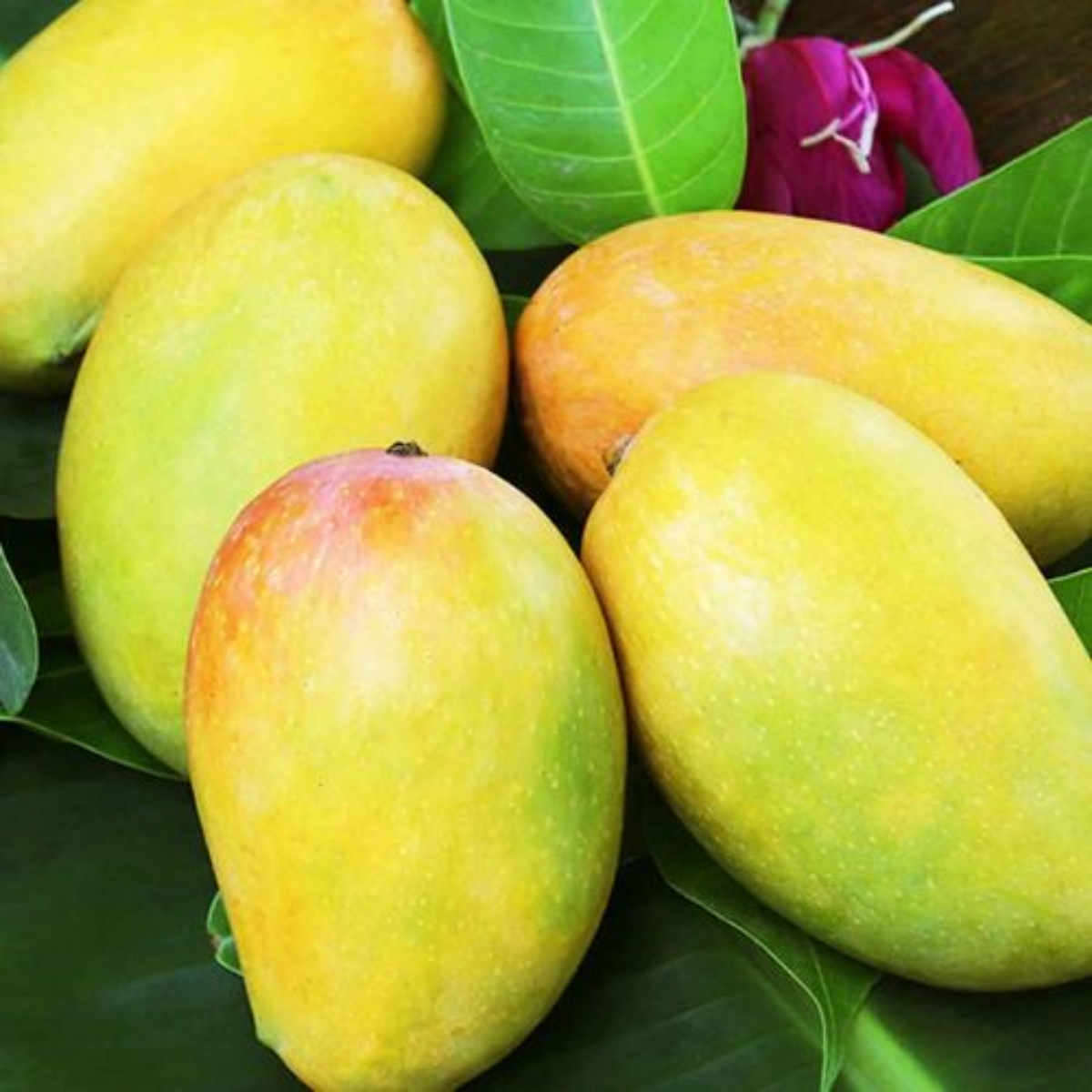 Amrutham Mango Grafted (Mangifera indica) Fruit Live Plant (Home & Garden)
