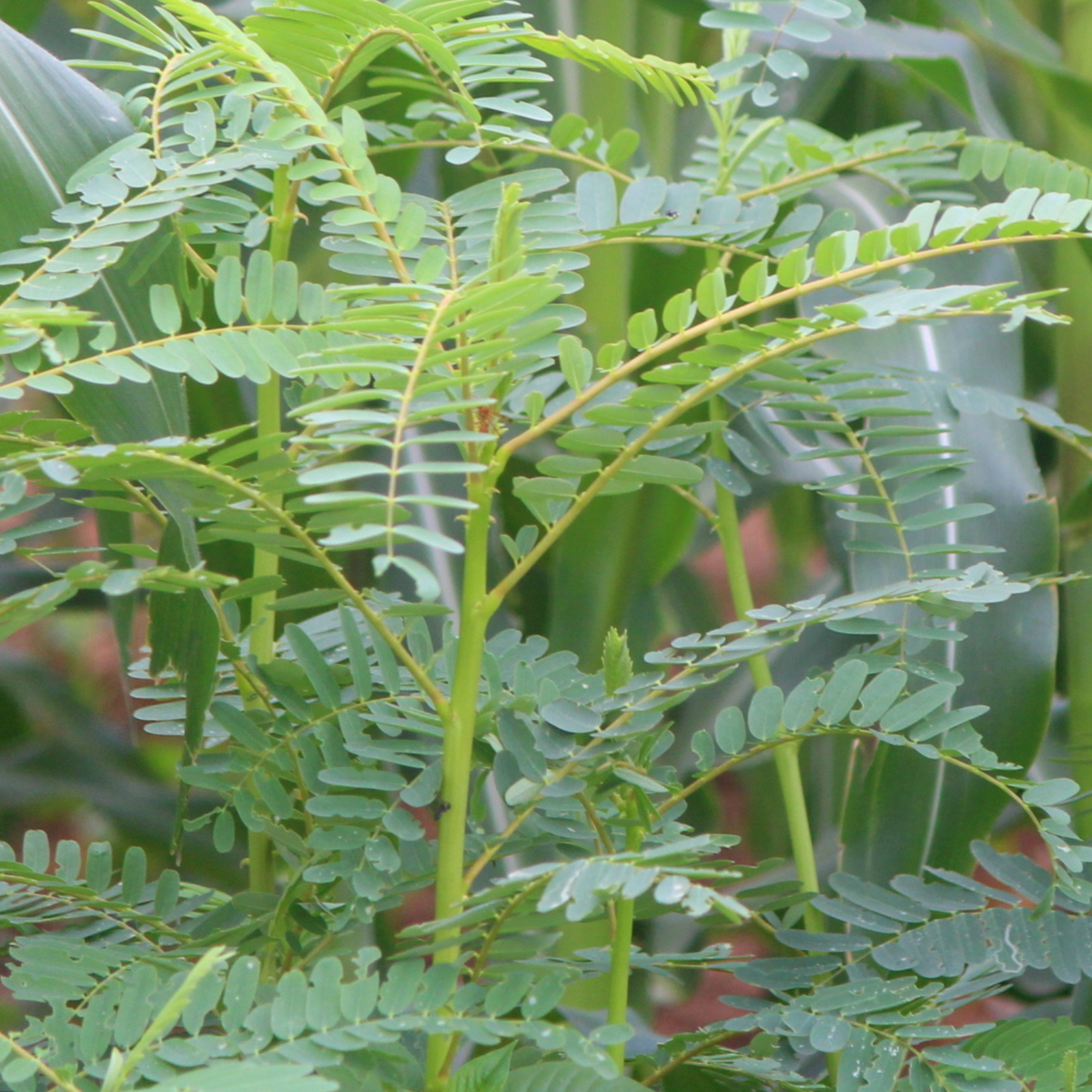 Agathi keerai/ Agathi Cheera (Sesbania Grandiflora) Medicinal Live Plant (Home & Garden)