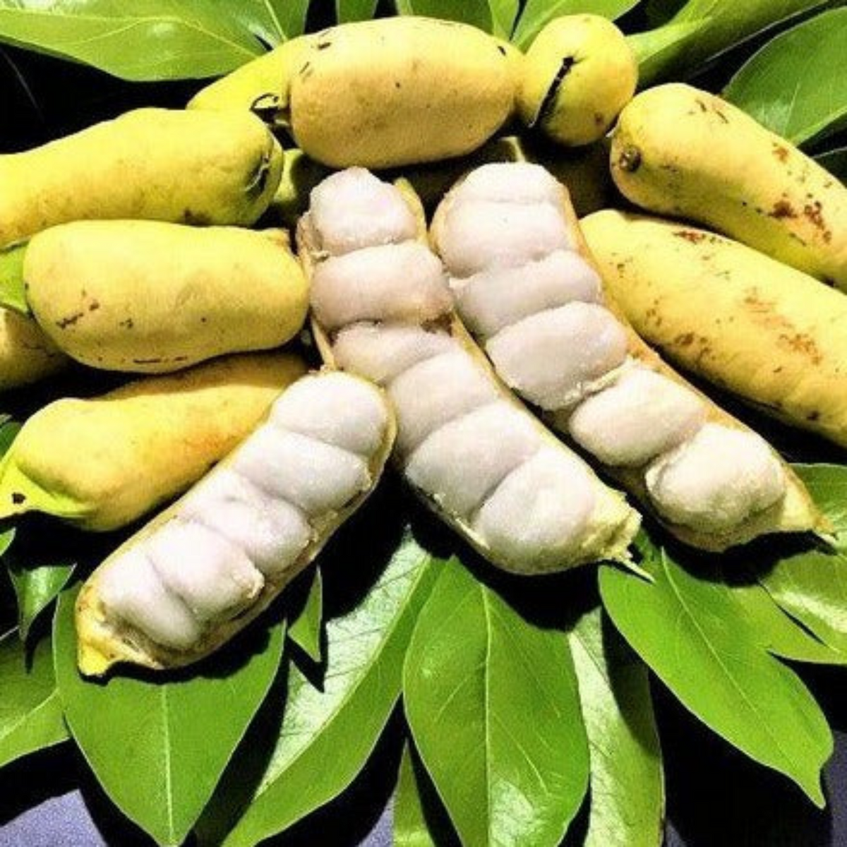 Guama Ice Cream Bean (Inga laurina) Seedling Fruit Plant (Home & Garden Plants)