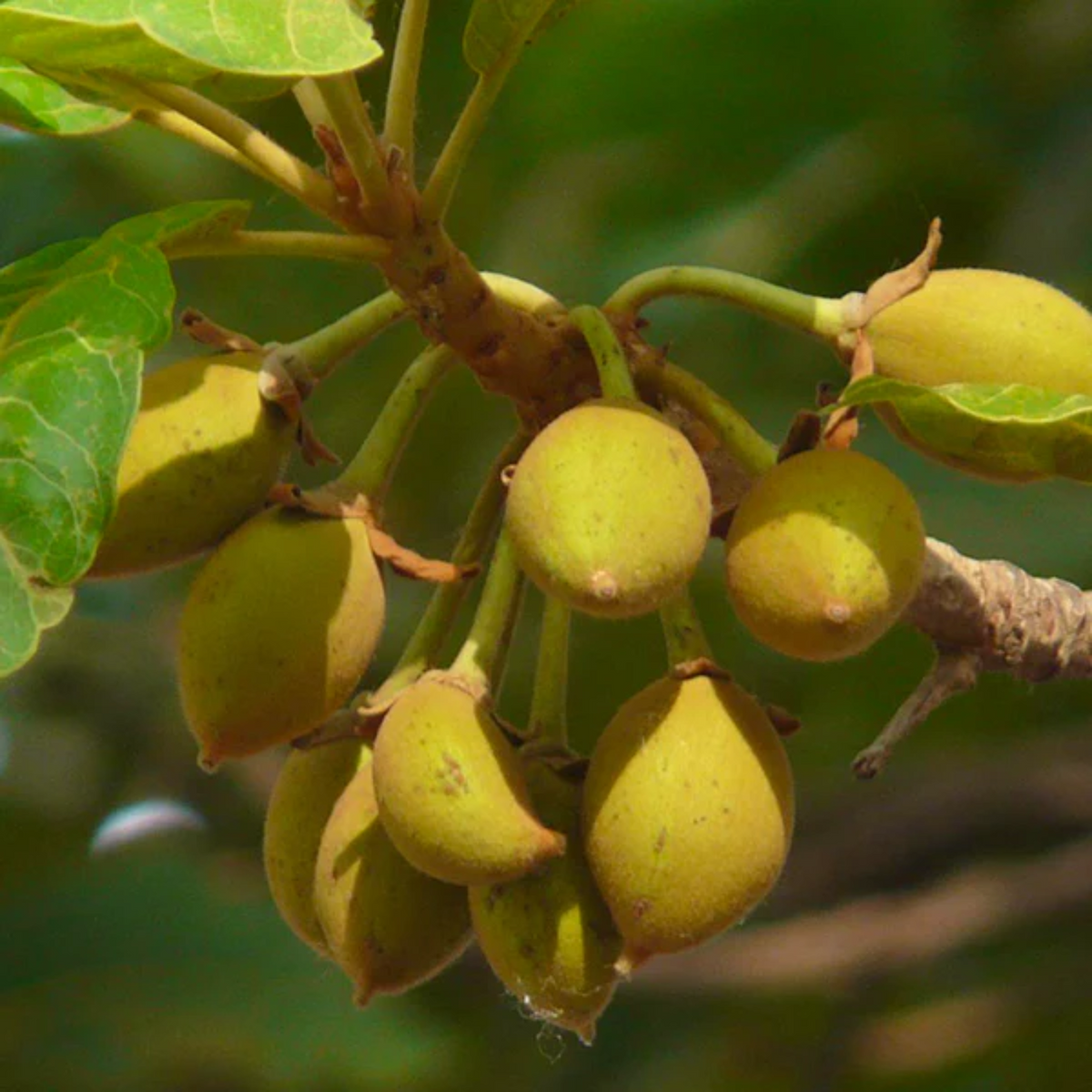 Mak Dauy Fruit (Madhuca Thorelii) Seedling Fruit Plant (Home & Garden Plants)