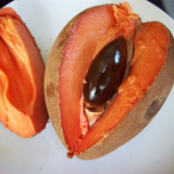 Mamey Sapote Pantine (Pouteria Sapota) Fruit Plant (Home & Garden Plants)