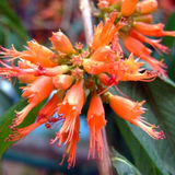 Thathiri (Woodfordia Fruiticosa) Live Plant (Home & Garden)
