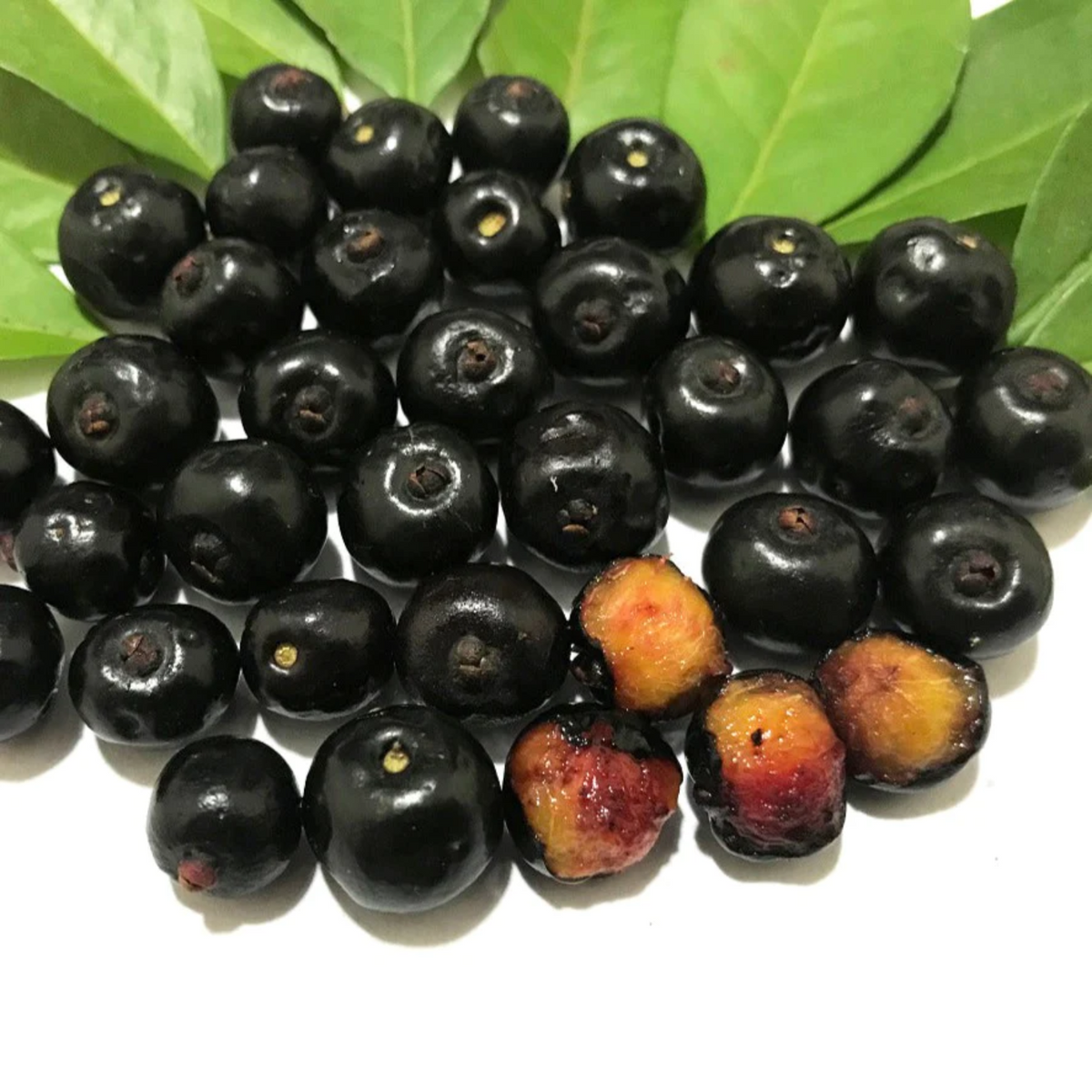 Guamirim (Eugenia florida) Seedling Fruit Plant (Home & Garden Plants)