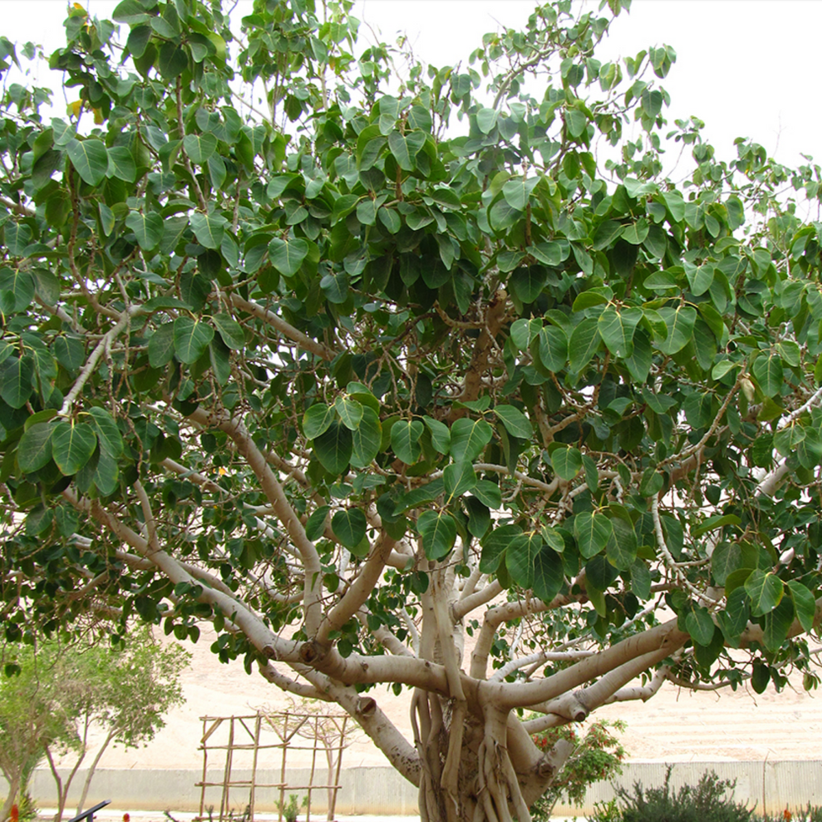 Birth Star : Magha|Makam|Magam (Plant: Peral-Ficus Benghalensis)(H&G)
