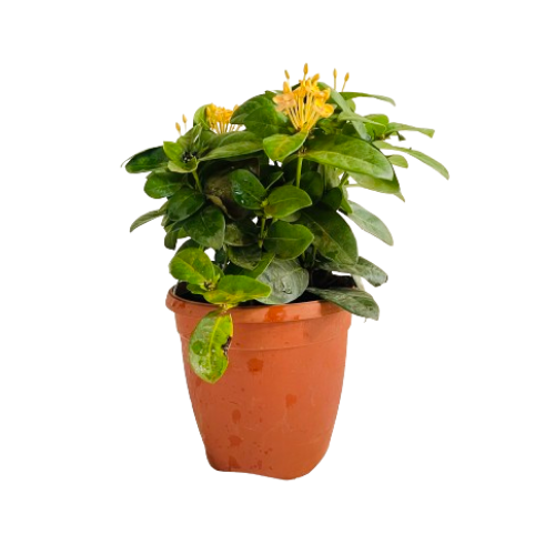 Yellow Ixora Miniature / Chethi (Ixora coccinea) Flowering/Ornamental ...