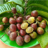 Purple Matoa Fruit (Pometia Pinnata) Seedling Fruit Plant (Home & Garden Plants)