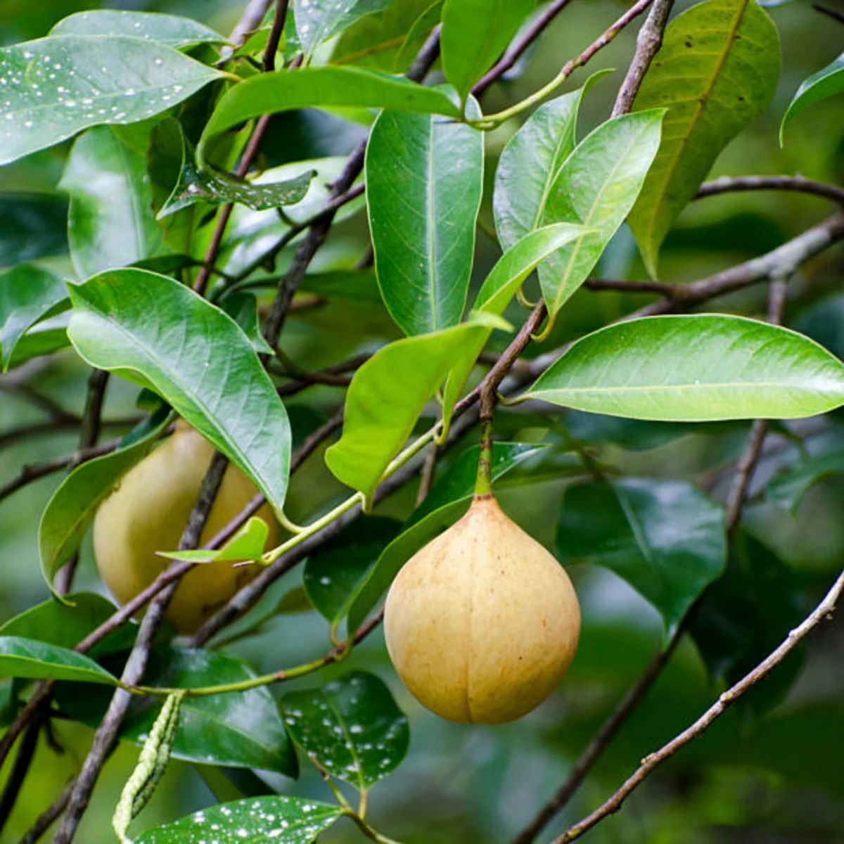 Grafted Nutmeg / Jaathi( Myristica fragrans ) Fruit/Medicinal Live Plant (Home & Garden)
