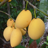 Bacupari Fruit (Garcinia Brasiliensis) Fruit Plant (Home & Garden Plants)