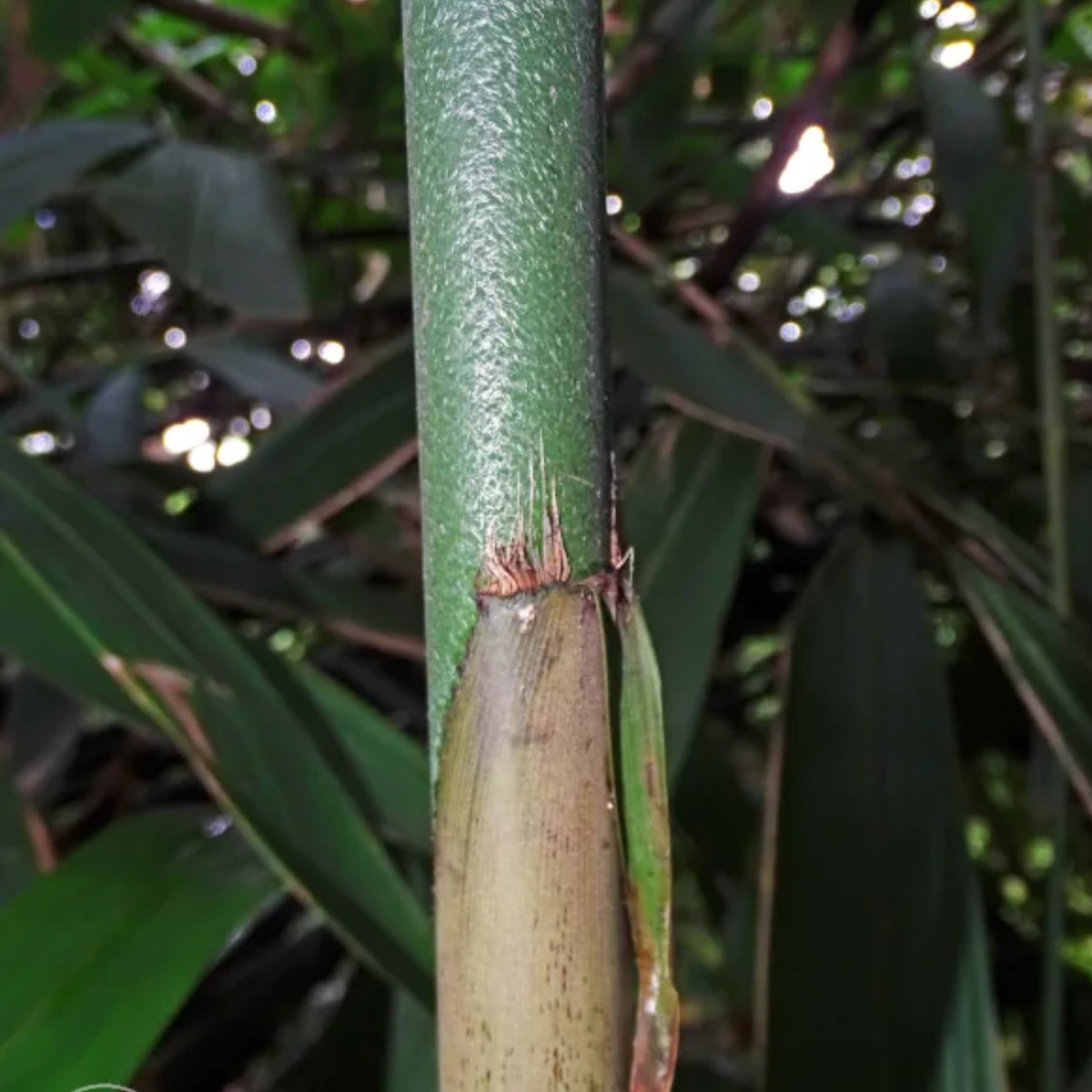 Chooral (Ochlandra Travancorica)  Live Plant(Home & Garden)