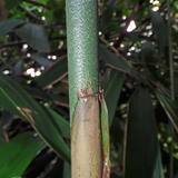 Chooral (Ochlandra Travancorica)  Live Plant(Home & Garden)