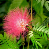 Rain tree /  / Albizzia saman / (Avenue Tree)  Live Plant (Home & Garden)