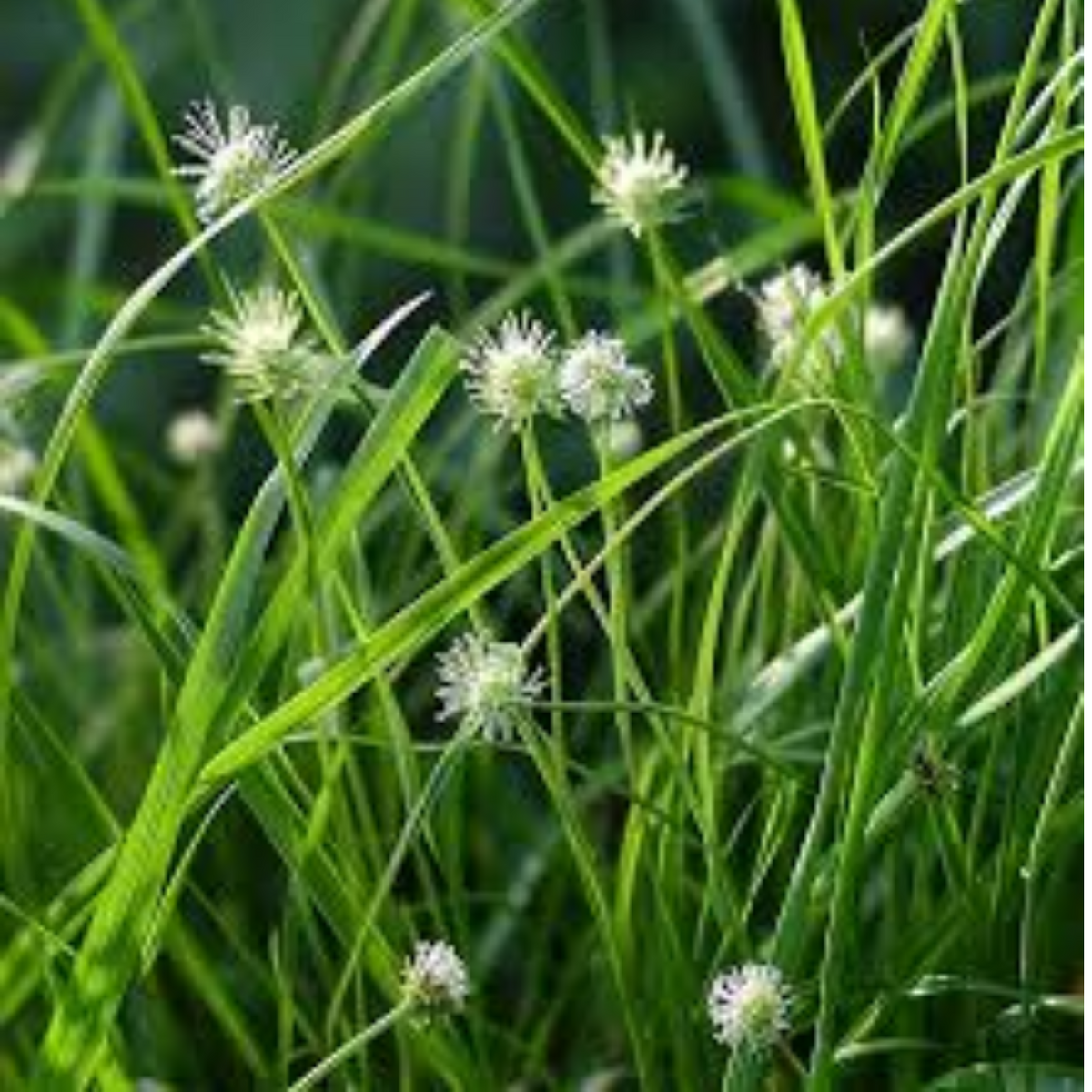 Muthanga (Cyperus rotundus)  Live Plant(Home & Garden)
