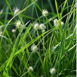 Muthanga (Cyperus rotundus)  Live Plant(Home & Garden)
