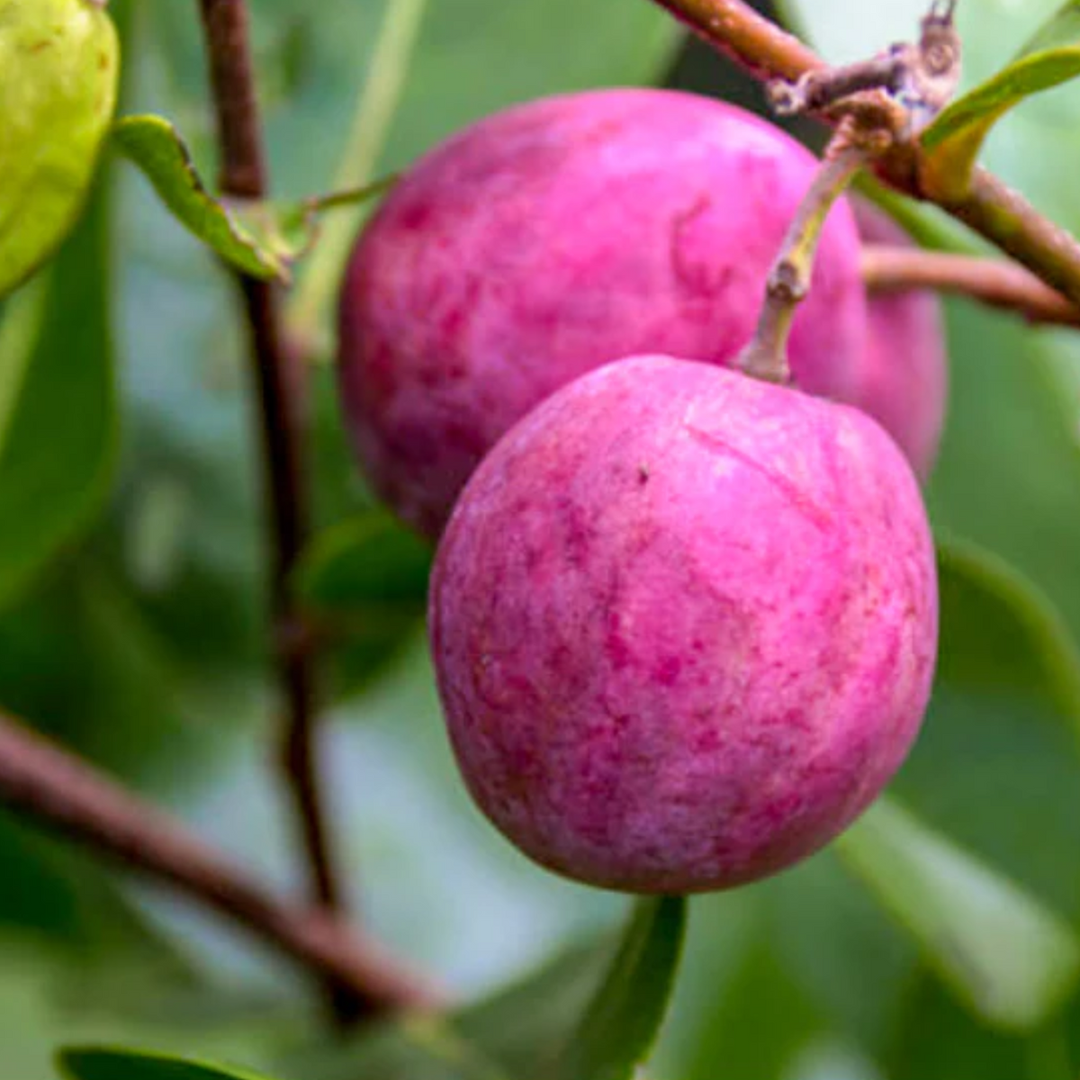 Cocoplum (Chrysobalanus Icaco) Fruit Plant (Home & Garden Plants)