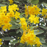 Tabebuia Argentea (Silver Trumpet Tree) Avenue Trees  Live Plant (Home & Garden)