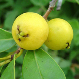 Yellow Strawberry Guava (Psidium Cattleianum) Seedling Fruit Plant (Home & Garden Plants)