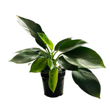 Philodendron Imperial Green - Live Plant (Home & Garden)