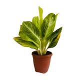 Aglaonema "Rayon Gold" - Live Plant (Home & Garden)