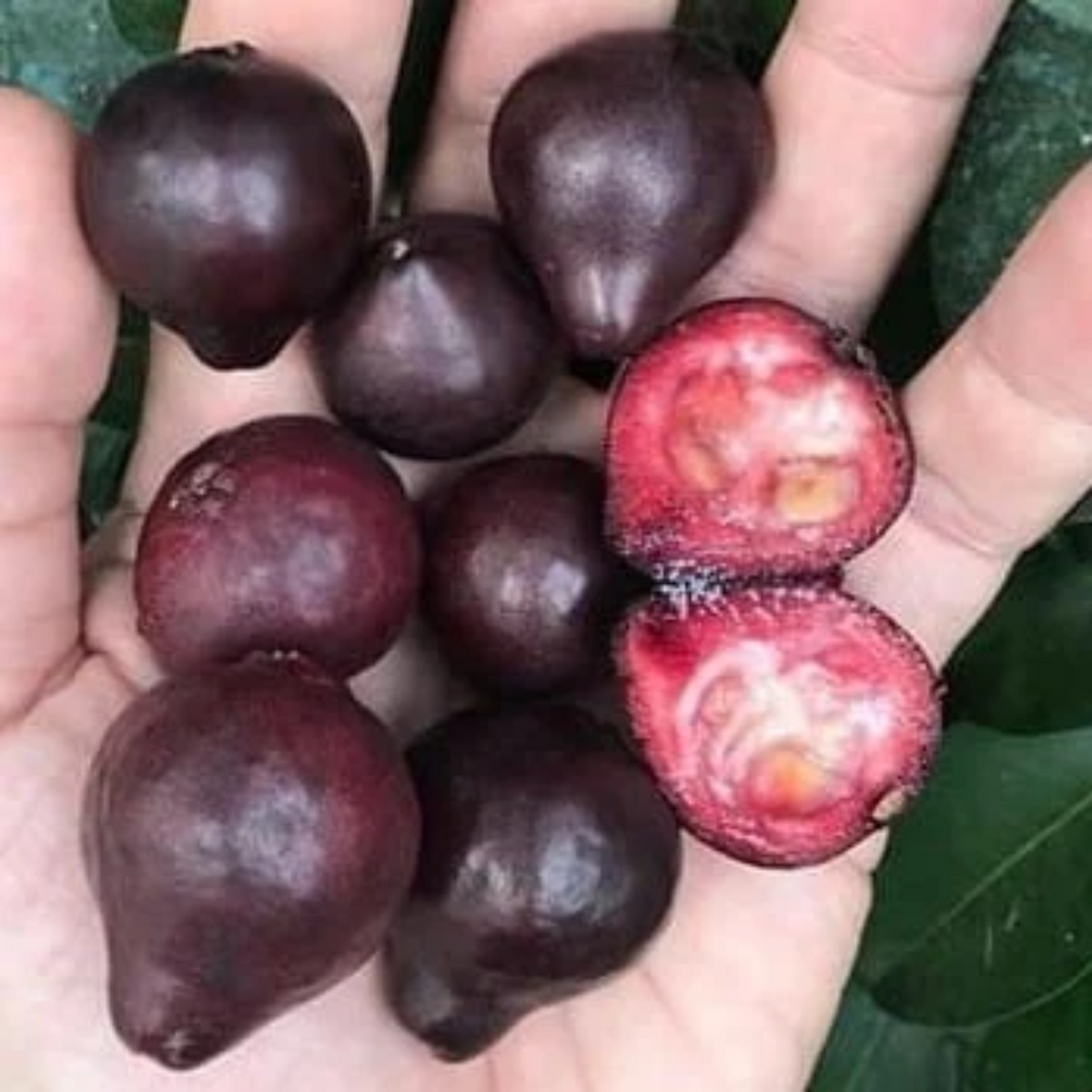 Purple Forest Guava (Psidium Eugeniaefolia) Fruit Plant (Home & Garden Plants)