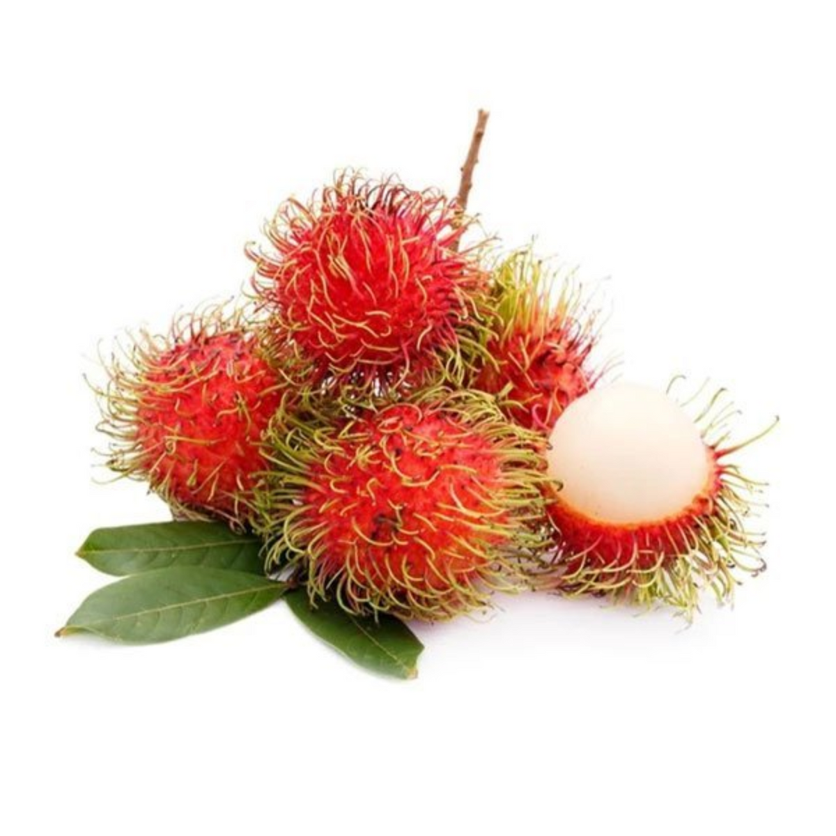 Rambutan School Boy Live Plant (Home & Garden)