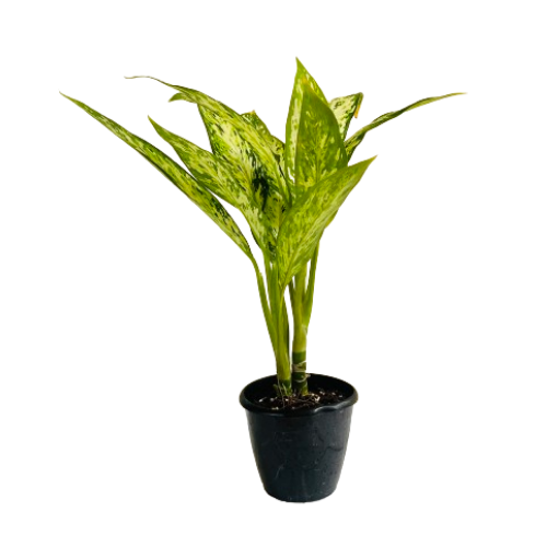 Dieffenbachia Star Bright - Live Plant (Home & Graden)