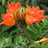 Spathodea |Spathodea campanulata (Avenue Tree)Live Plant (Home & Garden)