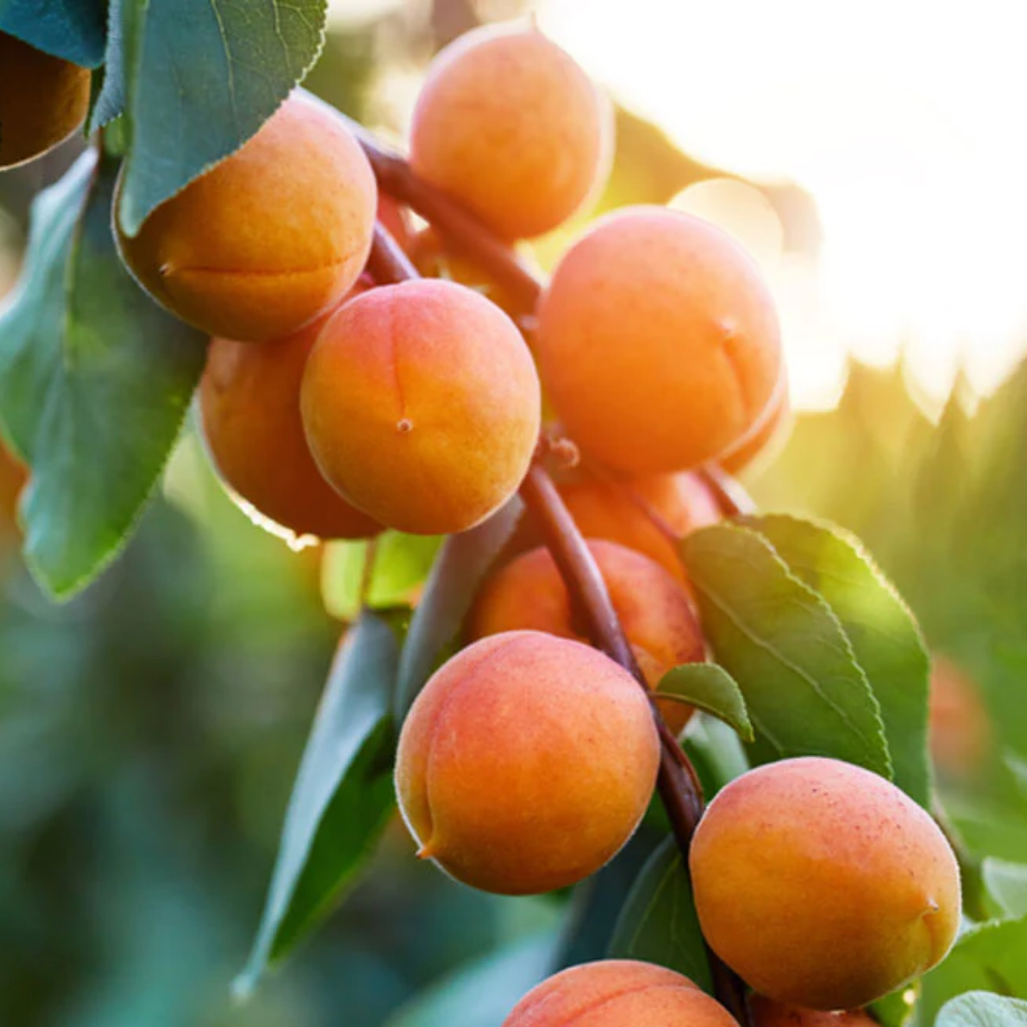 Apricot / Sheema Pazham (Prunus armeniaca) Fruit Live Plant (Home & Garden)