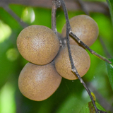 Kepel Fruit (Stelechocarpus Burahol) Seedling Fruit Plant (Home & Garden Plants)