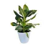 Dieffenbachia Green Magic - Live Plant (Home & Graden)