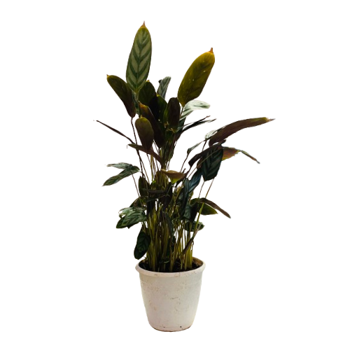 Calathea Compact Star - Live Plant (Home & Garden)