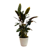 Calathea Compact Star - Live Plant (Home & Garden)