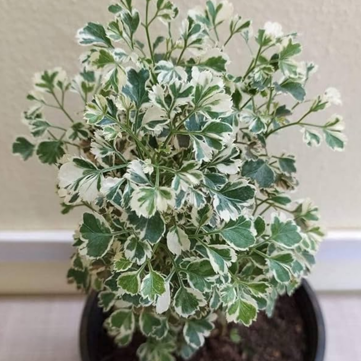 Variegated Ball Aralia ( Polyscias fruticosa ) Ornamental Live Plant (Home & Garden)