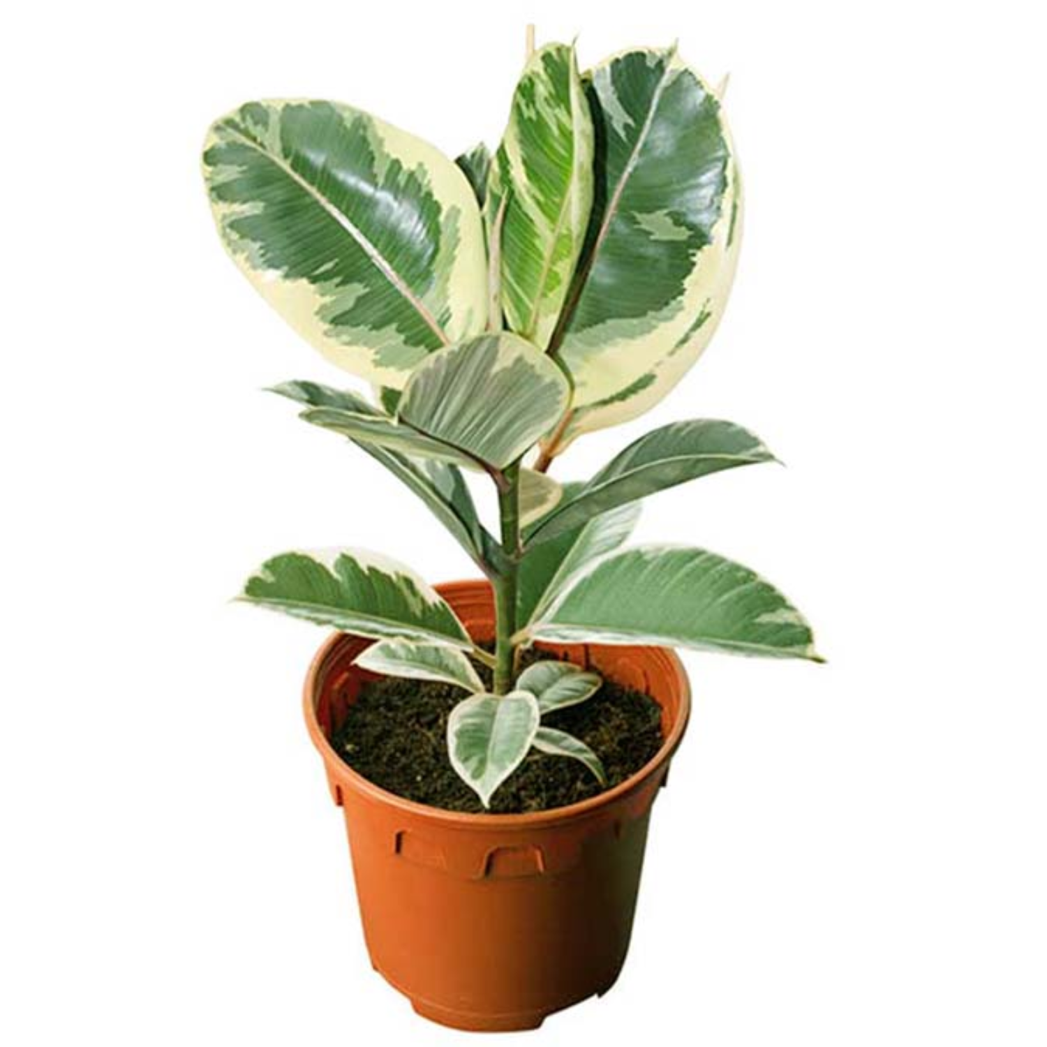 Variegated Rubber Plant, Ficus elastica - Live Plant  (H&G)