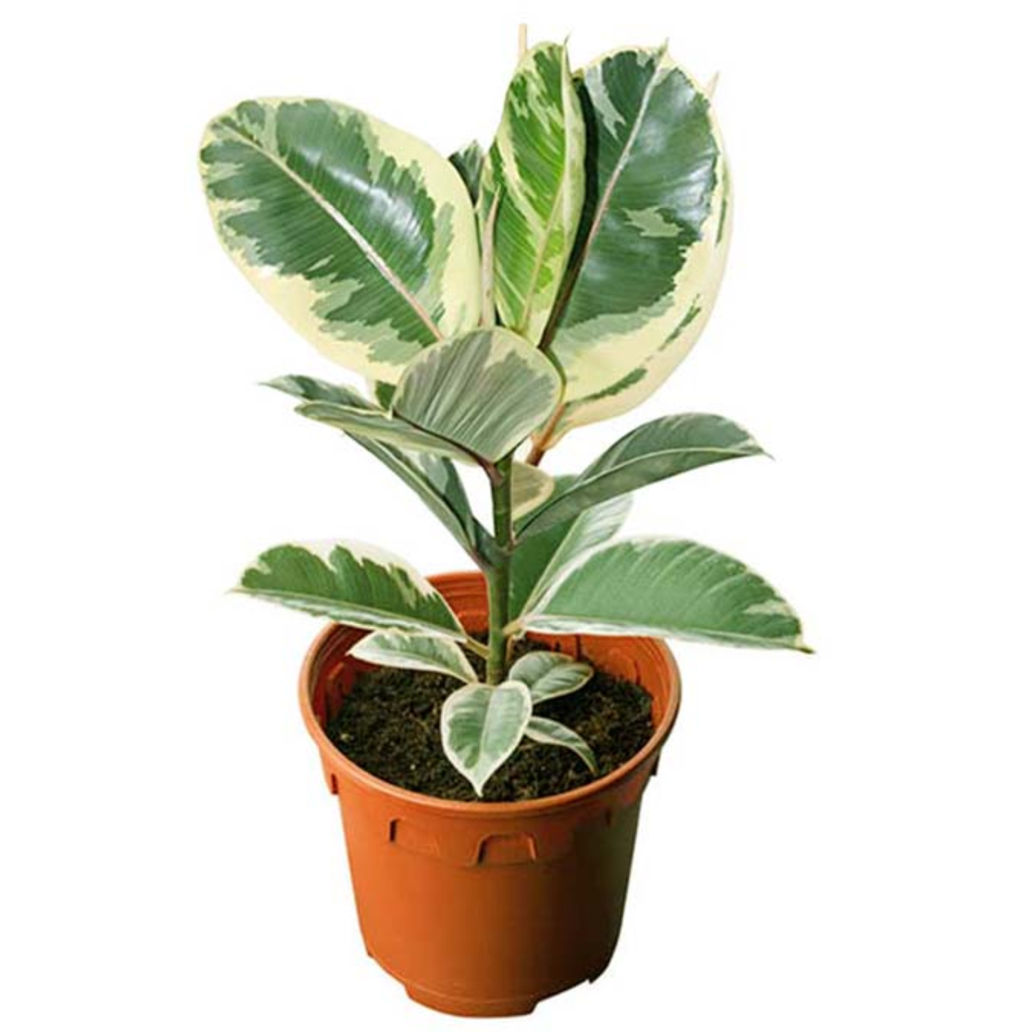 10+ Variegated Rubber Plant