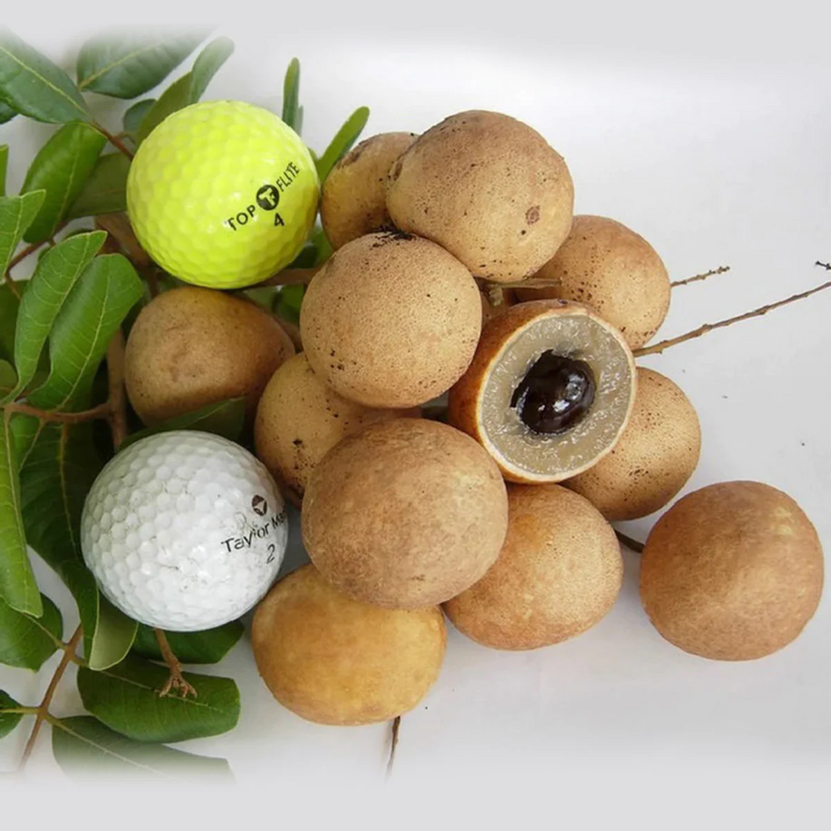 Ping Pong Longan Fruit (Dimocarpus longan) Grafted Fruit Plant (Home & Garden Plants)