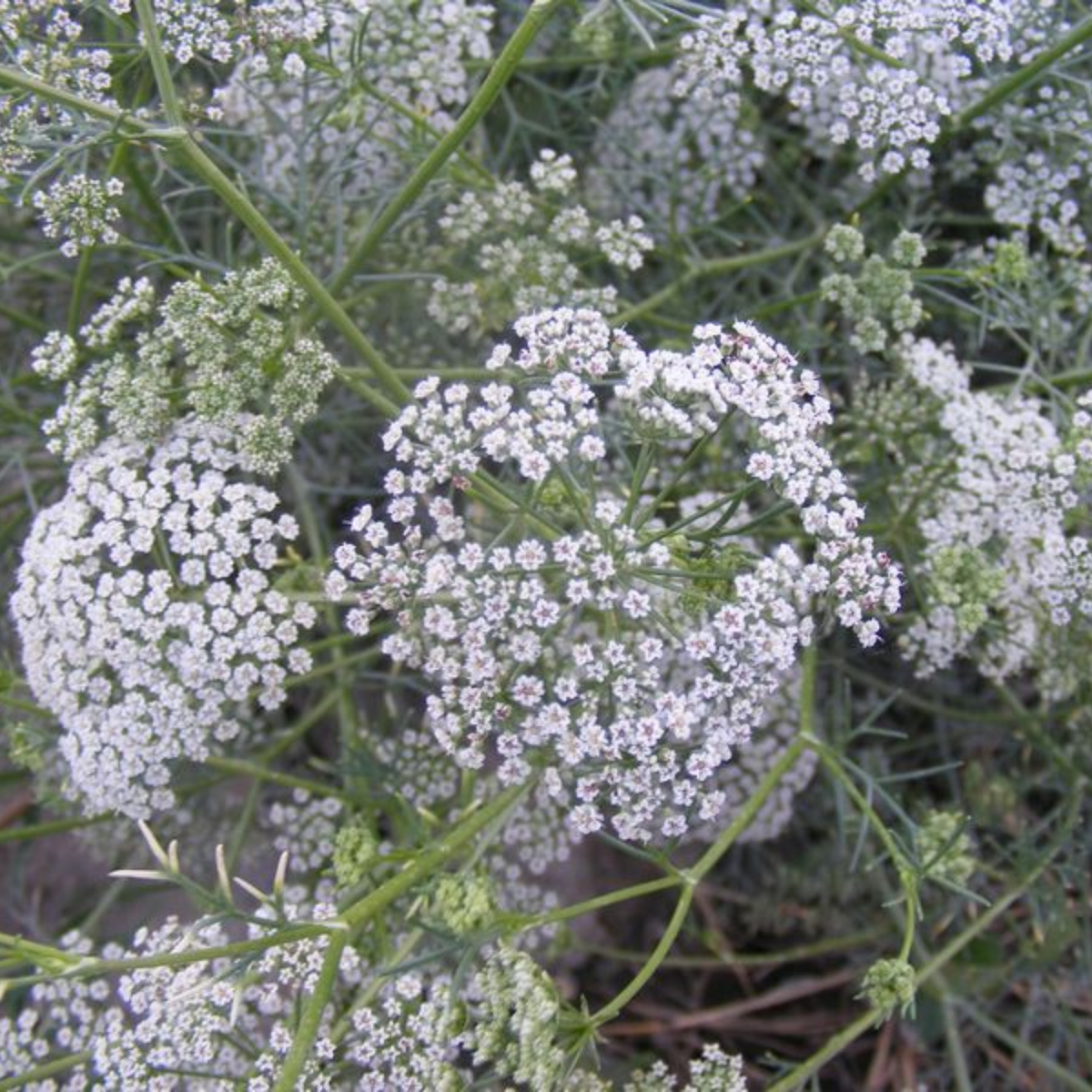 Ayamodakam (Trachyspermum ammi)  Live Plant(Home & Garden)