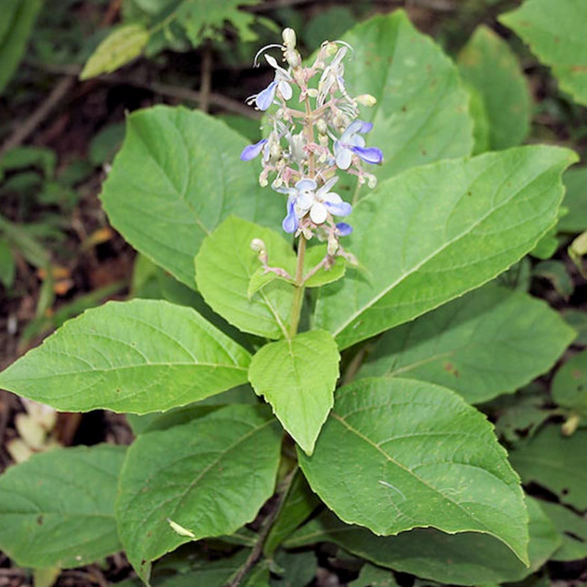 Cheru Thekku (Callicarpa tomentosa) Medicinal Live Plant (Home & Garden)