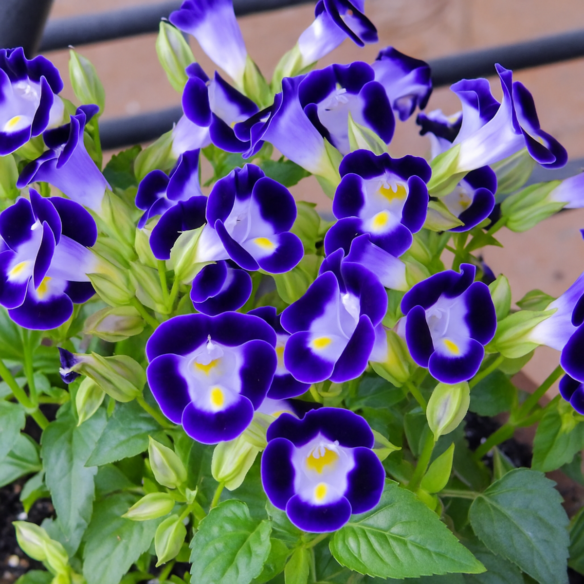 Torenia Live Plant (Home & Garden)