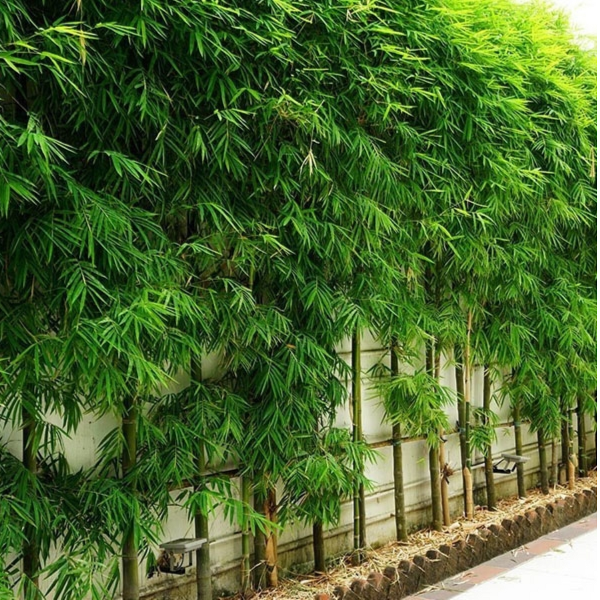 Pencil Bamboo(Bambusa multiplex)Live Plant (Home & Garden)