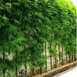 Pencil Bamboo(Bambusa multiplex)Live Plant (Home & Garden)