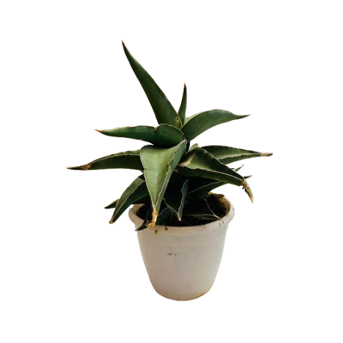 Sansevieria Ehrenbergii - Live Plant (Home & Garden)