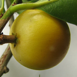 Macarandiba Fruit (Pouteria procera) Seedling Fruit Plant (Home & Garden Plants)