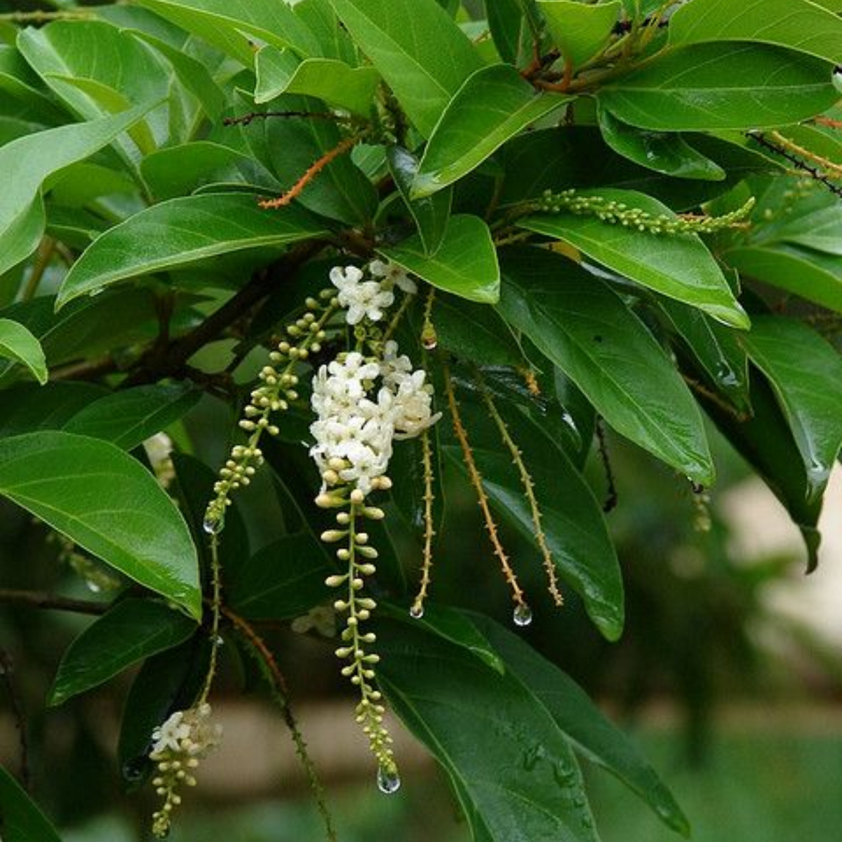 Fiddlewood Tree | Brindhavan Champa (Avenue tree)  Live Plant (Home & Garden)
