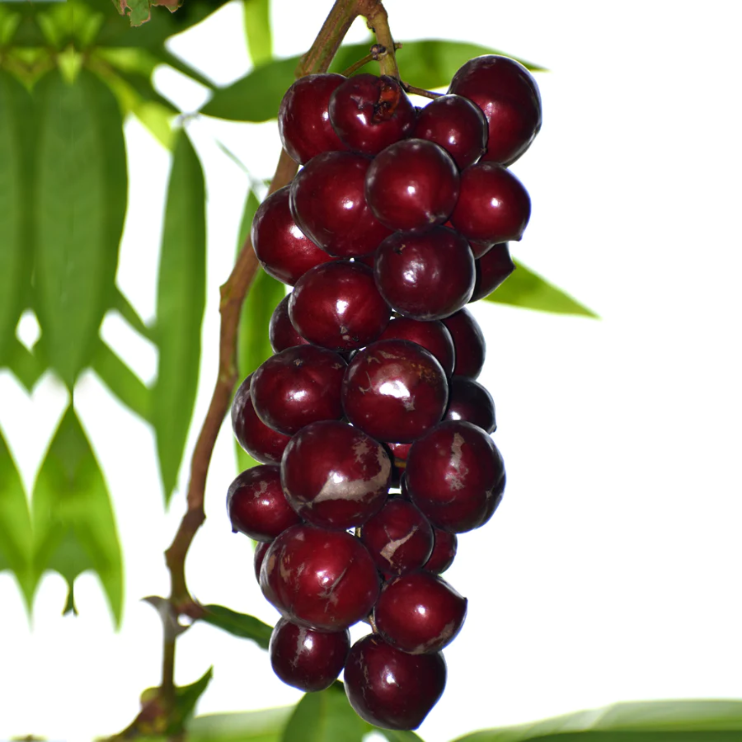 Terengganu Cherry Fruit (Lepisanthes Alata) Seedling Fruit Plant (Home & Garden Plants)